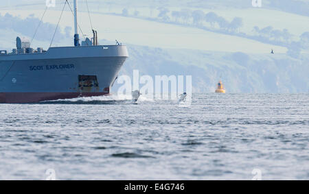 Zwei Tümmler Bogen Reiten Schiff im Moray Firth, Schottland Stockfoto