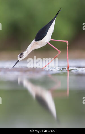 Stelzenläufer (Himantopus Himantopus) auf der Suche nach Nahrung in seichtem Wasser Stockfoto