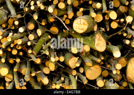 Hintergrund der kleinen Brennholz Zweige Stockfoto