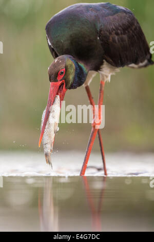 Schwarzstorch (Ciconia Nigra) einen Fisch fangen Stockfoto