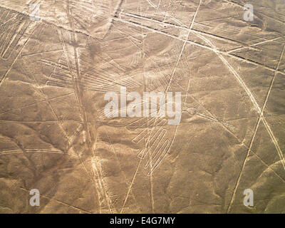 Condor, Linien und Geoglyphen von Nasca, UNESCO-Weltkulturerbe - Peru Stockfoto