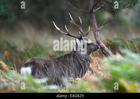 Sika Hirsch während der Herbst Brunft UK Stockfoto