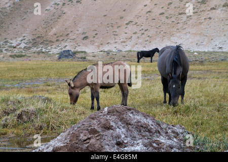 Cajon del Maipo y Stausee Embalse El Yeso, Anden, Chile Stockfoto