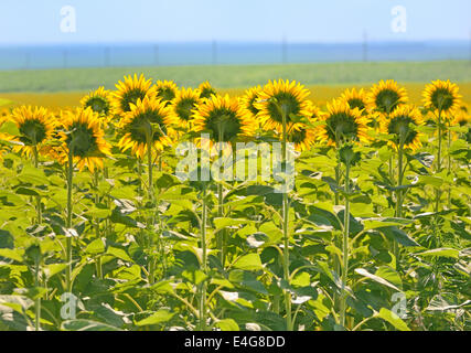 Eingereicht von Sonnenblumen, von hinten gesehen Stockfoto