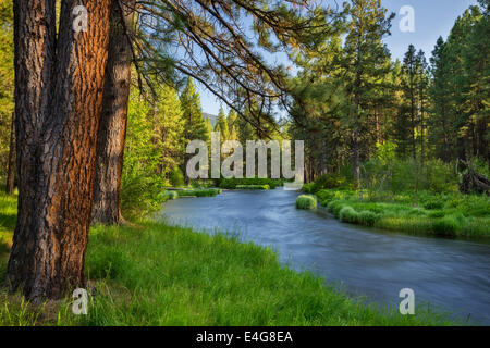 Metolius River, Deschutes National Forest in Zentral-Oregon. Stockfoto