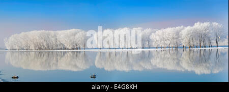 Winterbäume bedeckt mit Frost an Donau Stockfoto