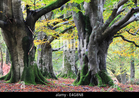 Buche im Herbst Mark Eschenholz, New Forest, Hampshire, UK Stockfoto