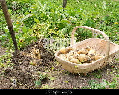 Neu gegrabene Kartoffeln auf Zuteilung Stockfoto