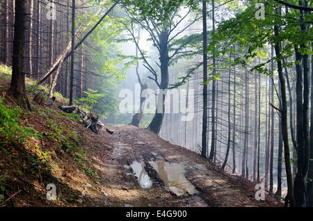 Alte Bäume am Hang in Karpaten, Ukraine Stockfoto