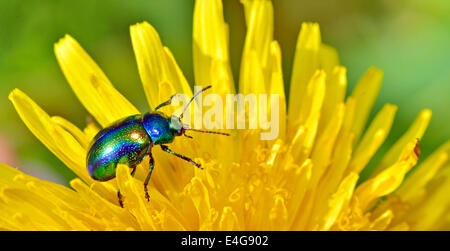 Protaetia Aeruginosa isoliert auf gelbe Blume Stockfoto