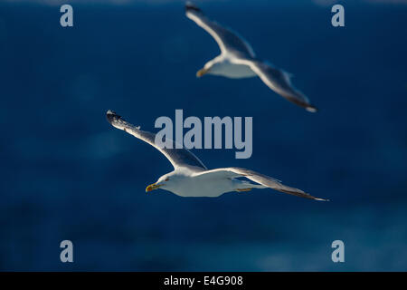 Zwei Möwen fliegen Stockfoto