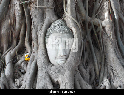 Buddha-Kopf im Baumwurzel Stockfoto