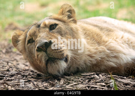 Ein weiblicher Löwe (Panthera Leo) ist auf dem Boden schlafen. Stockfoto