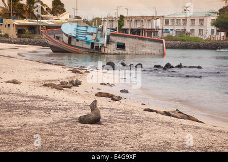 Seelöwen der Galapagos-Inseln Stockfoto