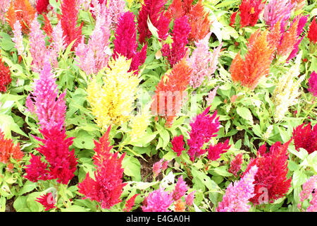 Bunte Hahnenkamm Blumen, Hahnenkamm-Blumen Stockfoto