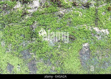 Alge auf alten Steinmauer Hintergrund Stockfoto