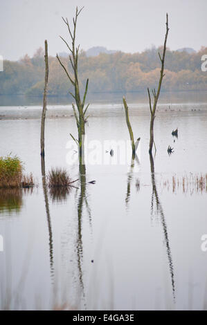 Bäume und Vögel auf einem See im Schinken grün RSPB Naturreservat in der Nähe von Glastonbury, Somerset Stockfoto