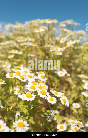 Das Mutterkraut Tanacetum Parthenium; Sy Chrysanthemum Parthenium in voller Blüte im Sommer Sonnenschein Bienen lieben es sonnigen blauen Himmel Stockfoto