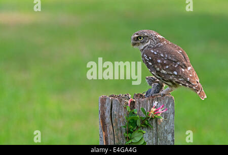 Männliche Steinkauz Athene Noctua thront auf A Tree Stump mit gefangen Beute (Rötelmaus) Sommer, Uk. Stockfoto