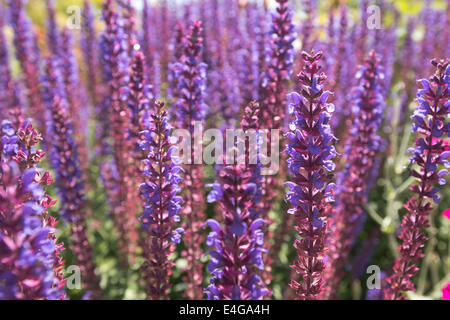 Hybrid-Salbei Salvia x Superba Pflanzen reichlich lila lila Trauben und Blumen Stockfoto