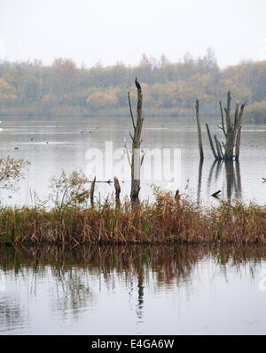 Bäume und Vögel auf einem See im Schinken grün RSPB Naturreservat in der Nähe von Glastonbury, Somerset Stockfoto