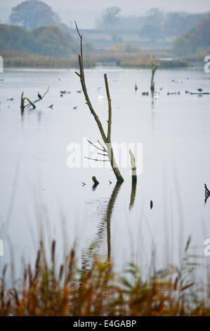 Bäume und Vögel auf einem See im Schinken grün RSPB Naturreservat in der Nähe von Glastonbury, Somerset Stockfoto