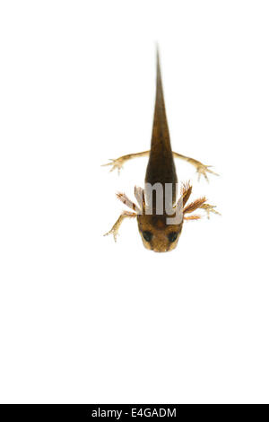gemeinsamen glatt Newt erweiterte Larven verlassen Beine mit externen gefiederte Kiemen entwickeln Teich Spätsommer oder Herbst 27 mm lang Stockfoto