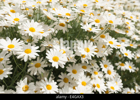 Sammlung und Klumpen von vielen hübschen Oxeye Daisy Pflanzen Blumen in ihren besten Jahren, die Sonne zu genießen Stockfoto