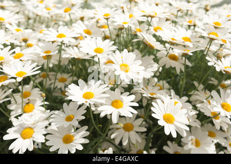 Sammlung und Klumpen von vielen hübschen Oxeye Daisy Pflanzen Blumen in ihren besten Jahren, die Sonne zu genießen Stockfoto