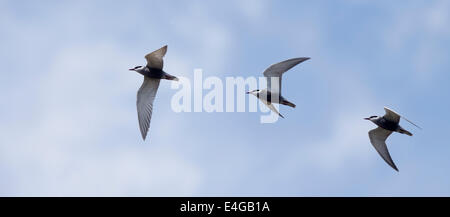 Ein Erwachsener Schnurrbärtiger Tern im Sommer Gefieder. Eine Fotomontage zeigt Flug Aktion. Manavgat, Türkei. Stockfoto