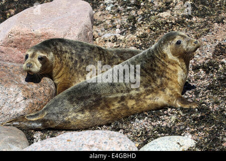 St. Petersburg, Russland. 10. Juli 2014. In St. Petersburg wird das Thema in den finnischen Meerbusen der Ostsee acht Kegelrobben - Rehabilitations-Zentrum Patienten Kranken und verletzten Robben. Dichtungen in den finnischen Meerbusen freigesetzt Küste Kurgalsky Halbinsel. Diese Pufferzone 250 Kilometer von St. Petersburg. Es gibt fast keine Wilderei Fischernetze und nahe gelegenen Inseln sind Aggregationen von Kegelrobben und Ringelrobben. Bildnachweis: Andrey Pronin/ZUMA Draht/Alamy Live-Nachrichten Stockfoto