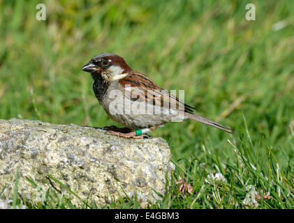 Haussperling - Passer Domesticus - männlich Stockfoto