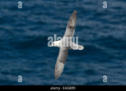 Fulmar Fulmarus Cyclopoida Stockfoto