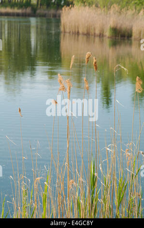 Trockene hohe Schilf im Teich an einem heißen Frühlingstag Stockfoto