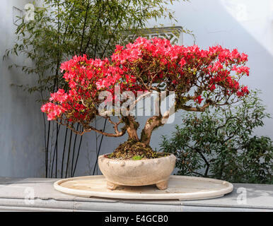 Blühende 40-Year-Old Azalee auf dem Display an Dr. Sun Yat-Sen Classical Chinese Garden in Vancouver, British Columbia, Kanada. Stockfoto