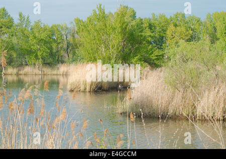 Schilf und Bäumen am Ufer Sees an einem Frühlingstag Bright Stockfoto