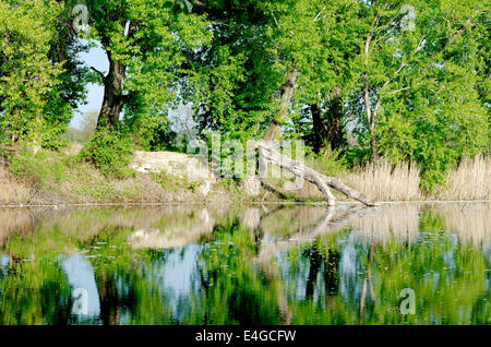 Punk-Baum trocken in dem sauberen glänzenden See gefallen Stockfoto