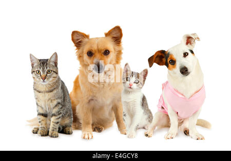 Gruppe von Katzen und Hunden vor weißem Hintergrund Stockfoto