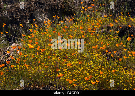 . Kalifornien - Wildblumen bedeckt Hänge entlang der Hite Cove Trail in Sierra National Forest. Stockfoto