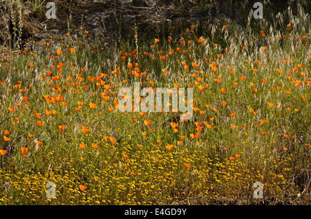 Kalifornien - Wildblumen bedeckt Hänge entlang der Hite Cove Trail in Sierra National Forest. Stockfoto