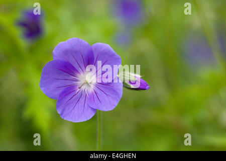 Geranium 'Brookside' im Garten wächst. Stockfoto