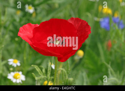Nahaufnahme von roten Mohn über grünen Rasen Stockfoto