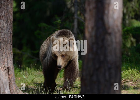 Weibliche Braunbären in den Wald und Sumpf Mitte Finnlands, nahe der russischen Grenze Stockfoto