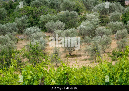 Typische Landschaft mit Weinbergen und Olivenhainen in Toskana, Italien, Europa Stockfoto