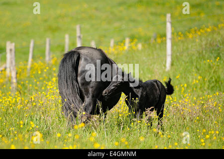 Horizontale Porträt des Ponys, Stute und Fohlen auf der Weide. Baskisches Land. Spanien. Stockfoto