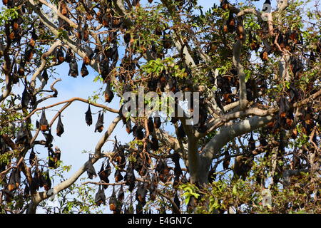 Indische Flying Fox (Pteropus giganteus) Stockfoto