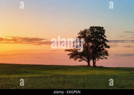Zwei Eichen dicht beieinander auf Feld in traumhafter Stockfoto