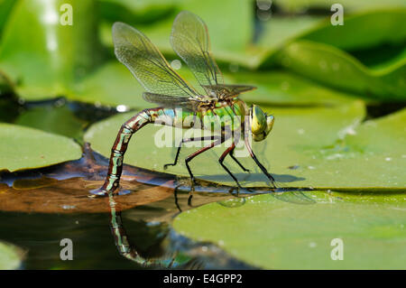 Kaiser-Dragonfly - Eiern Anax Imperator weibliche Verlegung auf schwimmenden vegitation Stockfoto