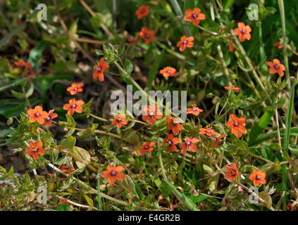 Scarlet Pimpernel - Anagallis Arvensis Masse kleine rote Blüten Stockfoto