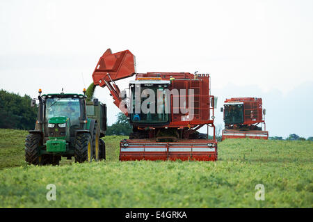 Erbse Ernte, Bawdsey, Suffolk, UK. Stockfoto